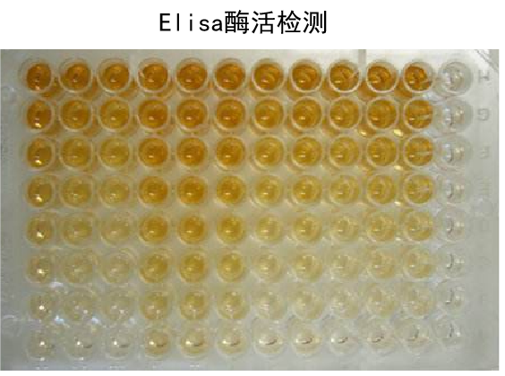 网站