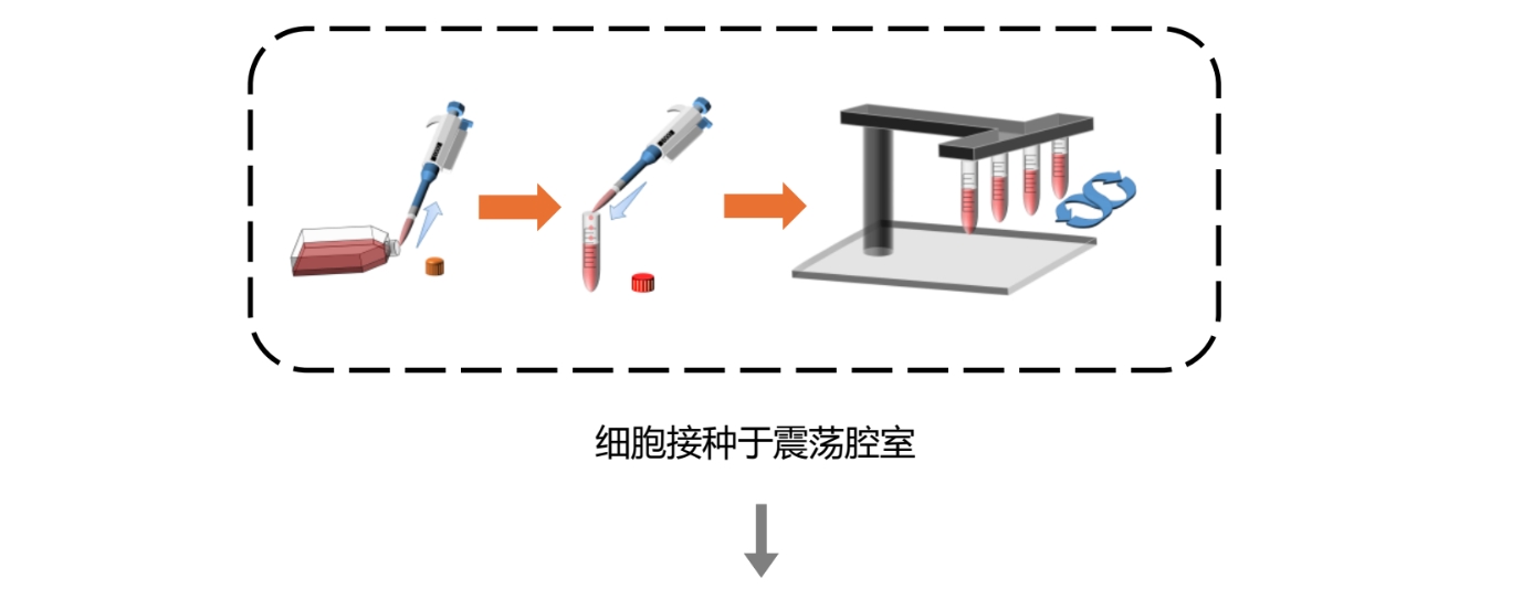 网站