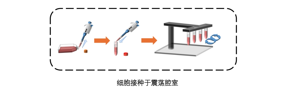 网站