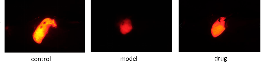 网站