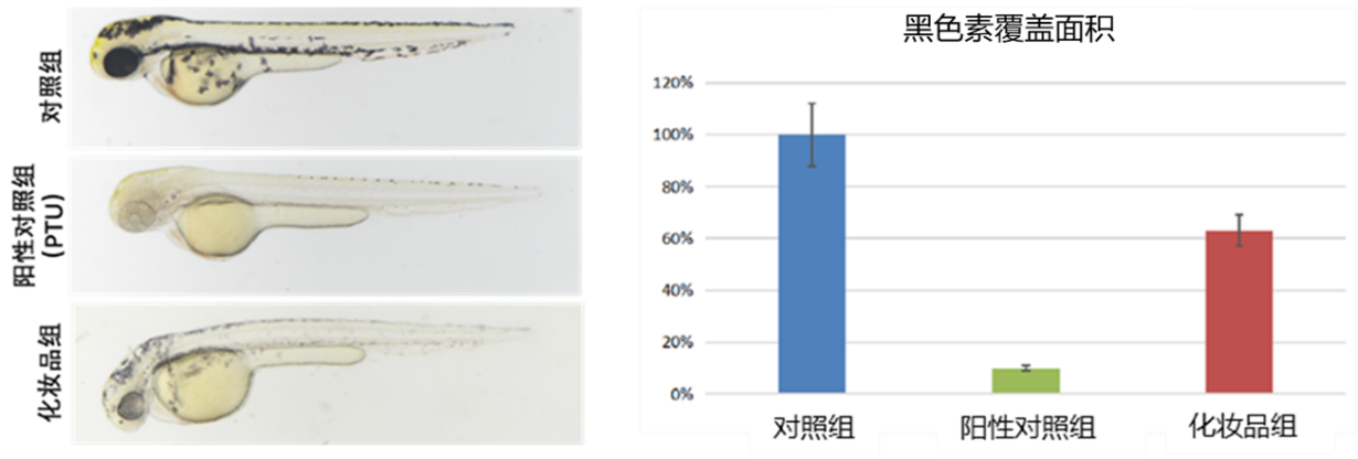 网站