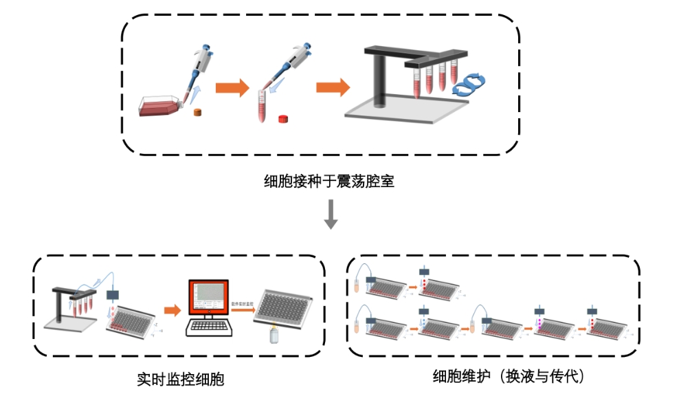 网站