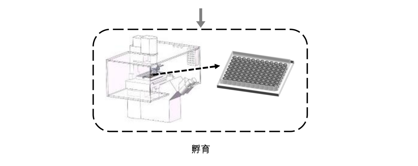 网站